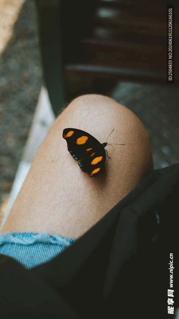 蝴蝶