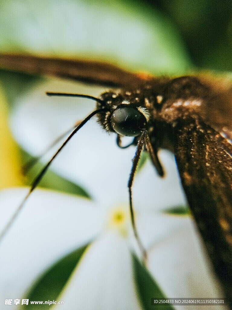 蝴蝶