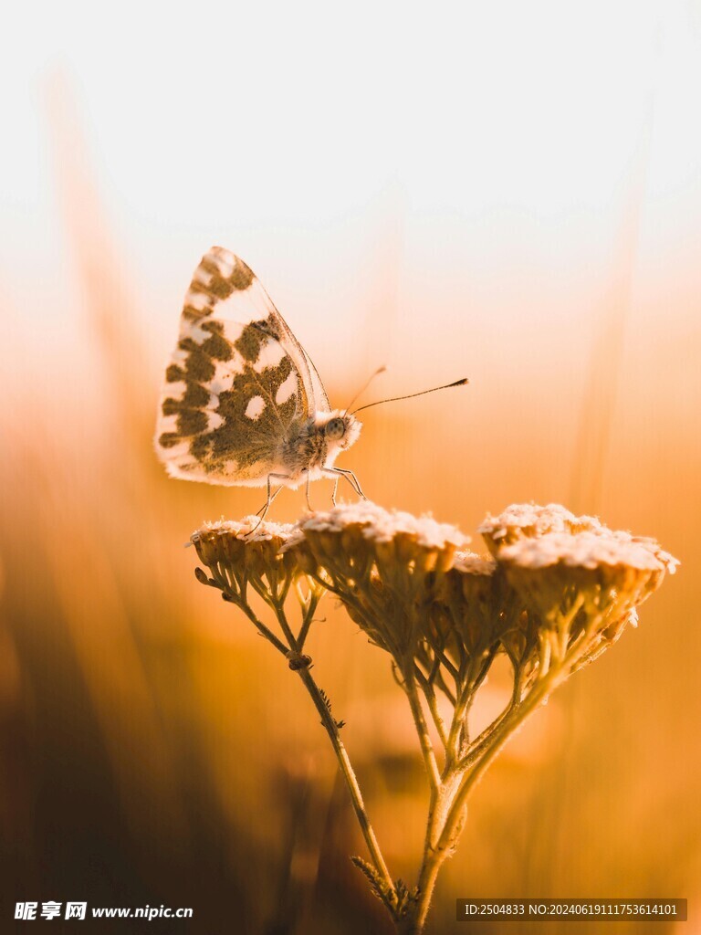 蝴蝶