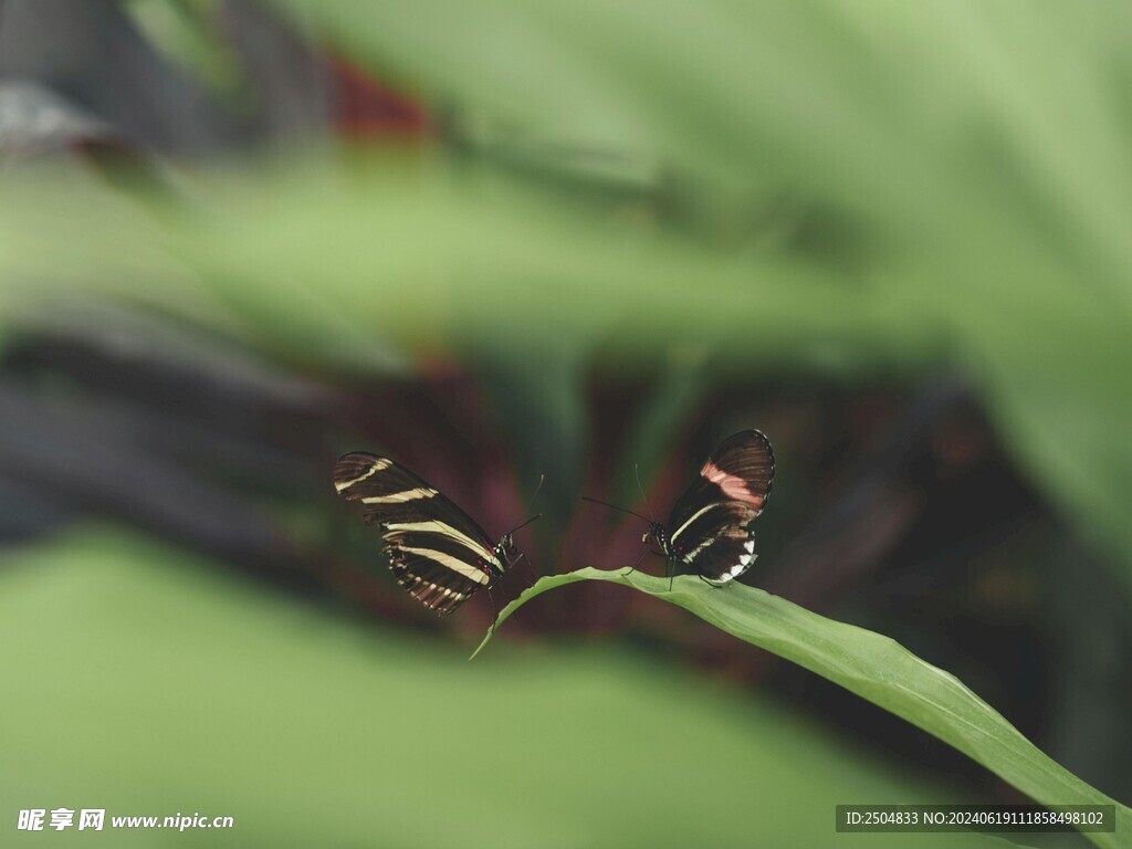 蝴蝶