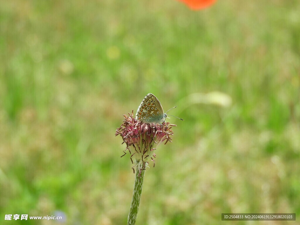 蝴蝶