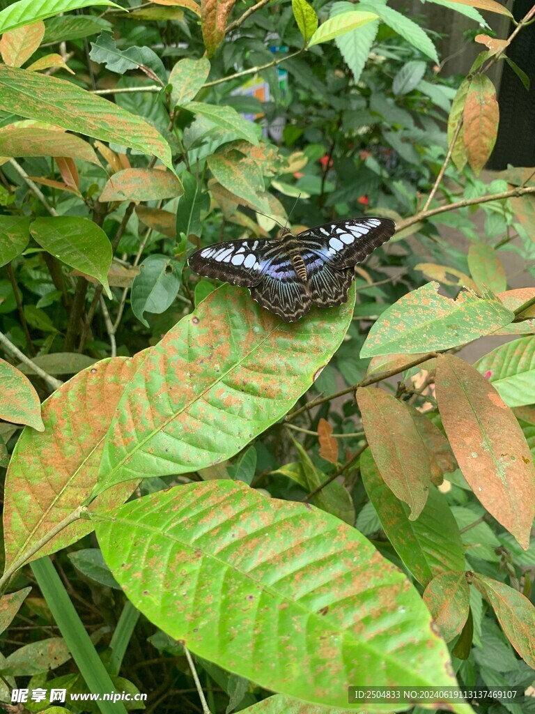 蝴蝶
