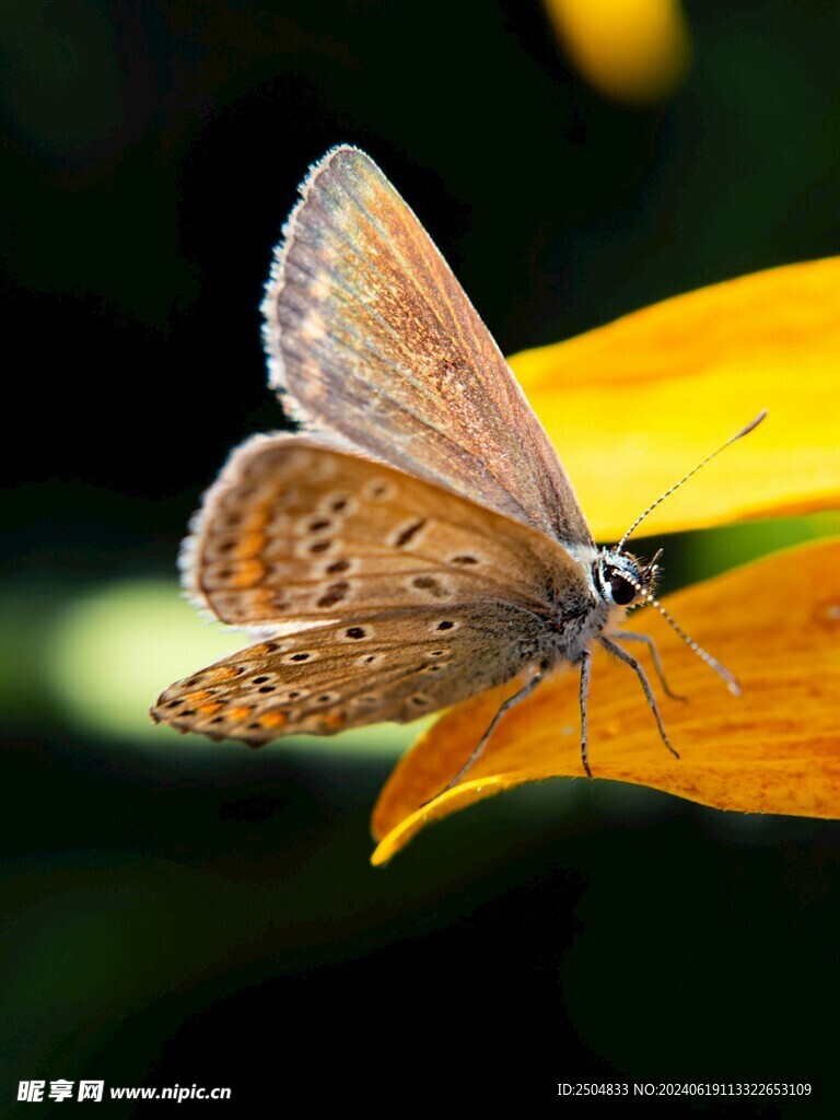 蝴蝶