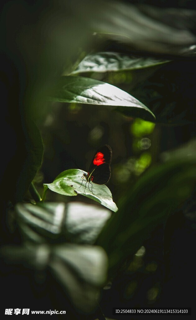 蝴蝶