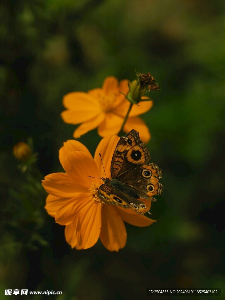蝴蝶