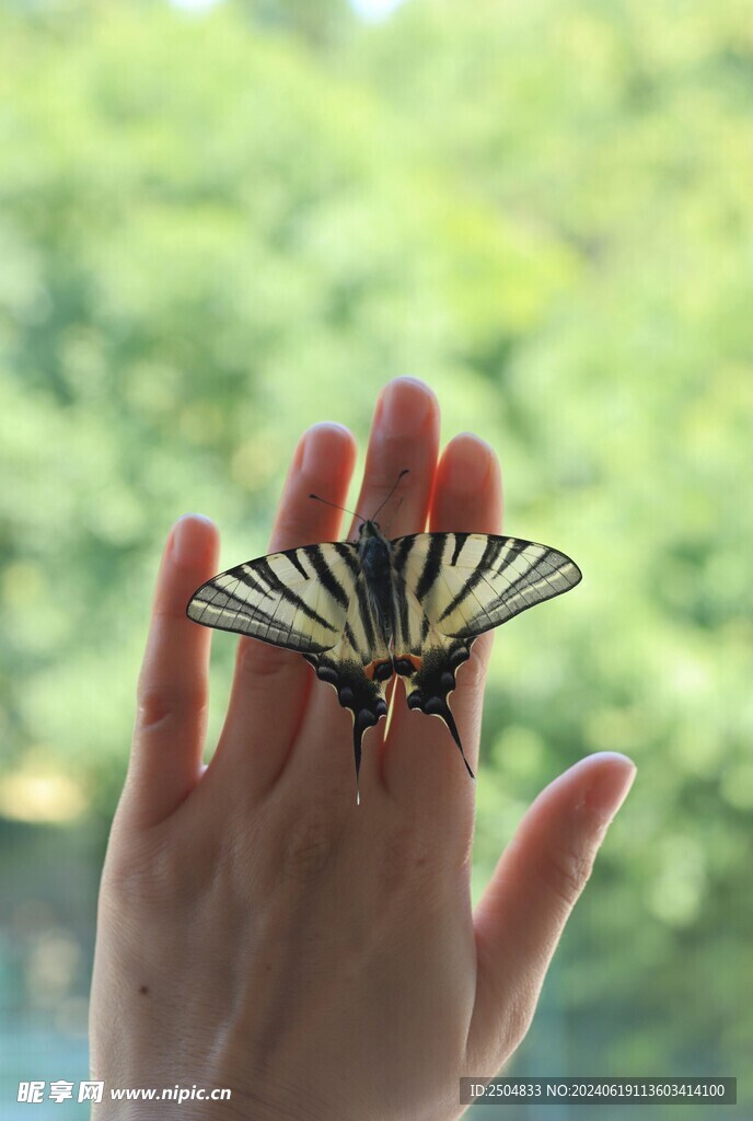 蝴蝶