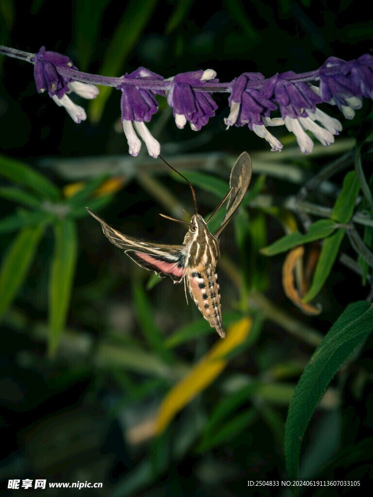 蝴蝶