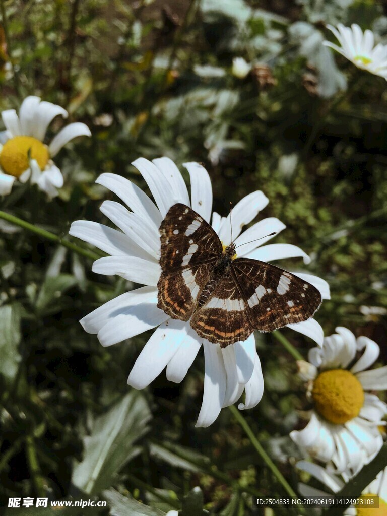蝴蝶