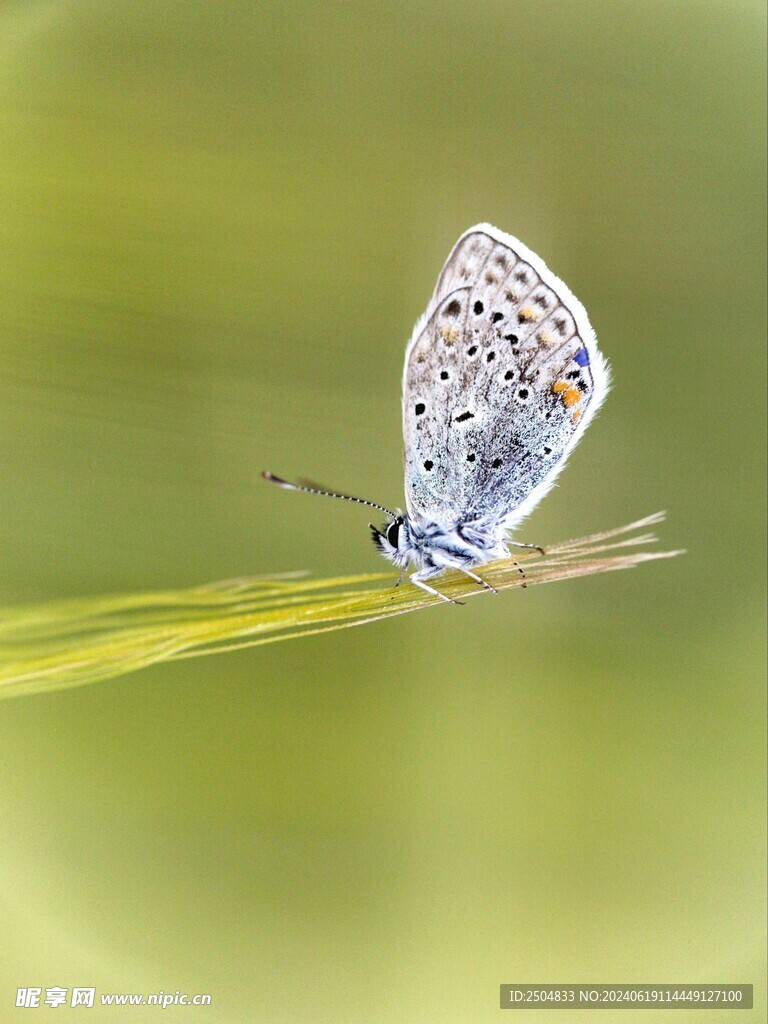 蝴蝶
