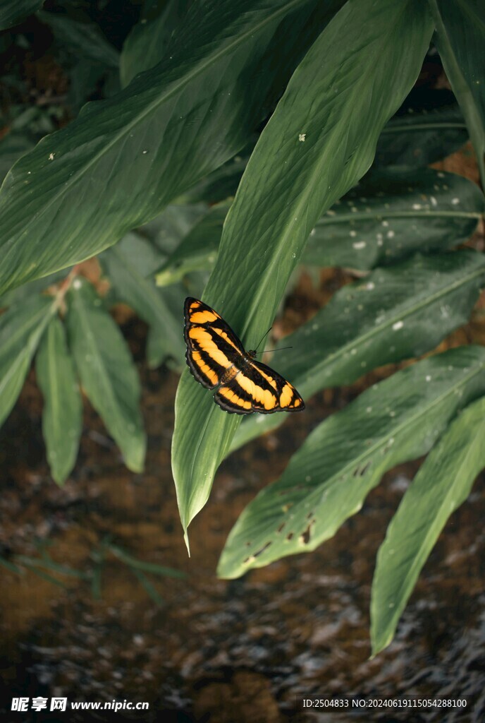蝴蝶