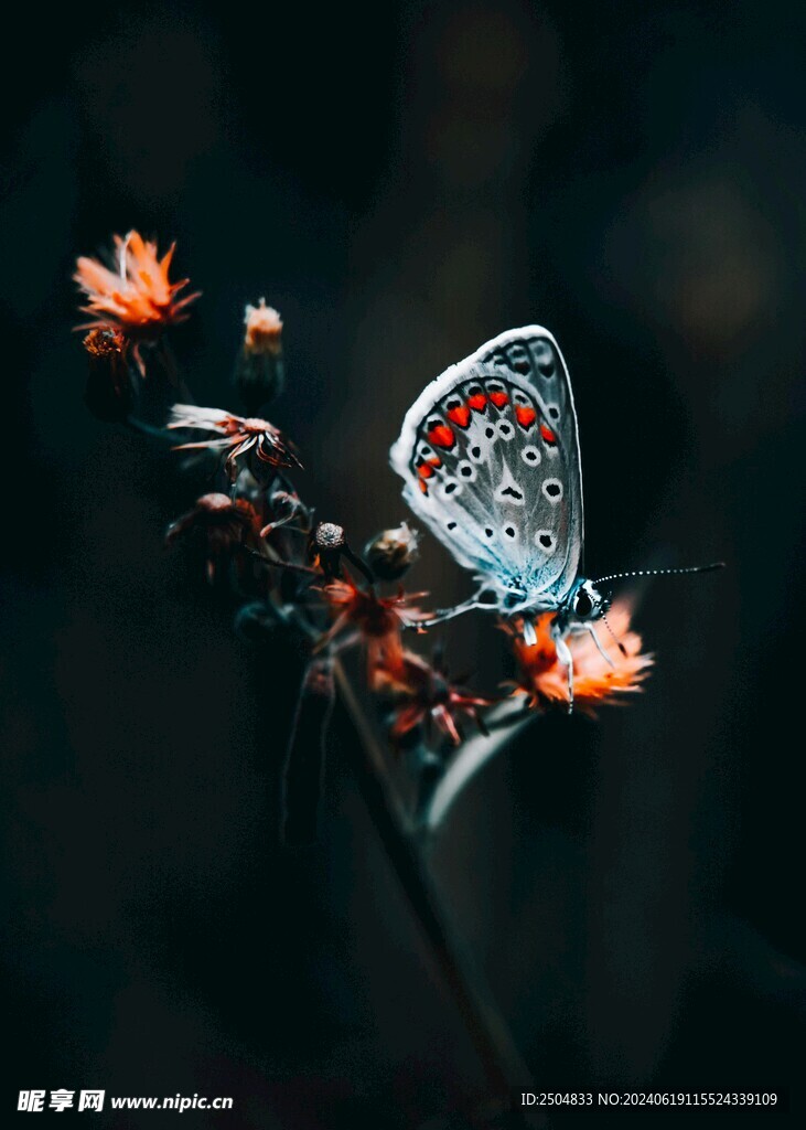蝴蝶