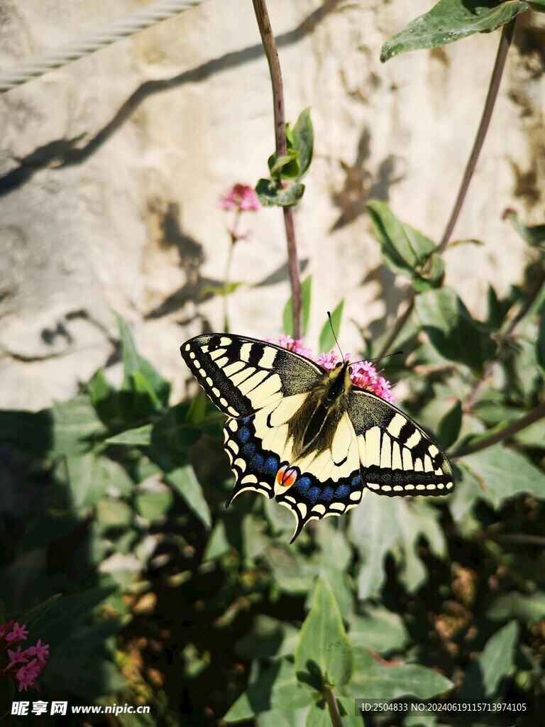 蝴蝶