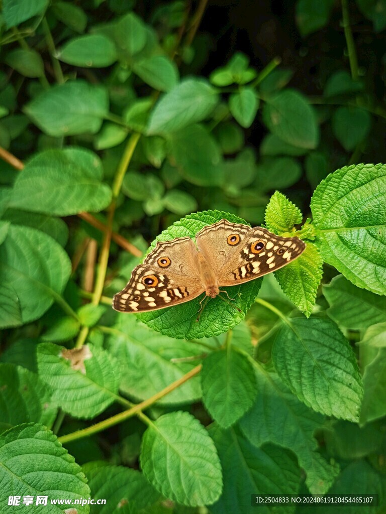 蝴蝶