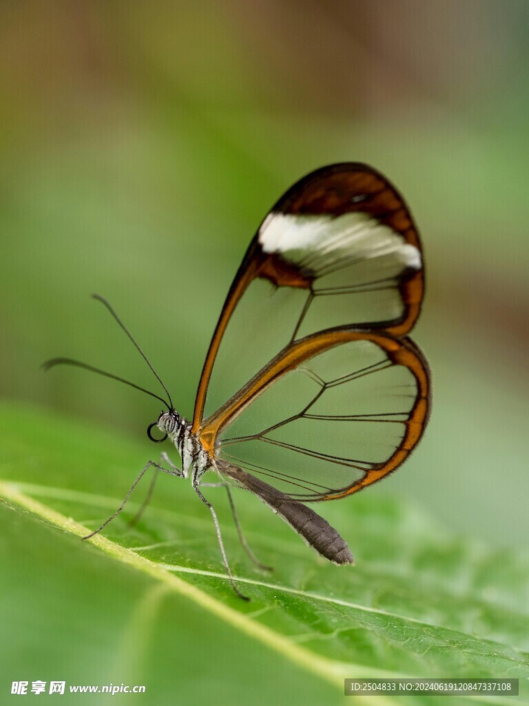 蝴蝶