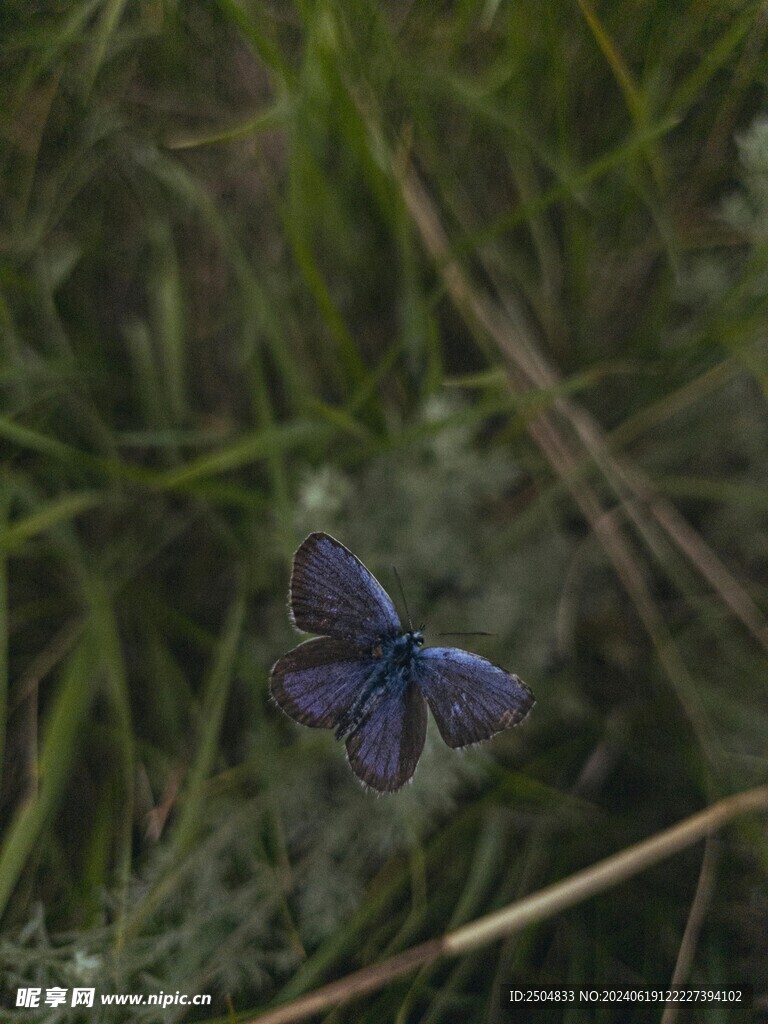 蝴蝶
