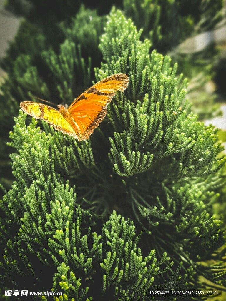 蝴蝶