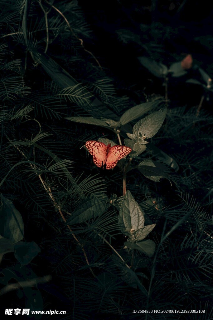 蝴蝶