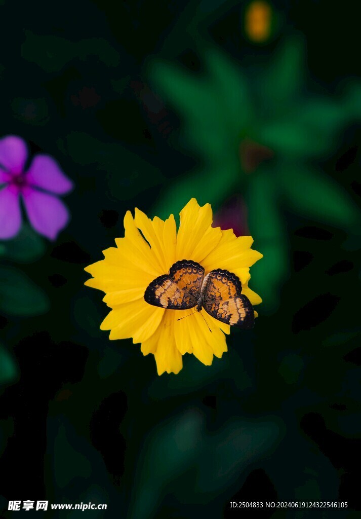 蝴蝶