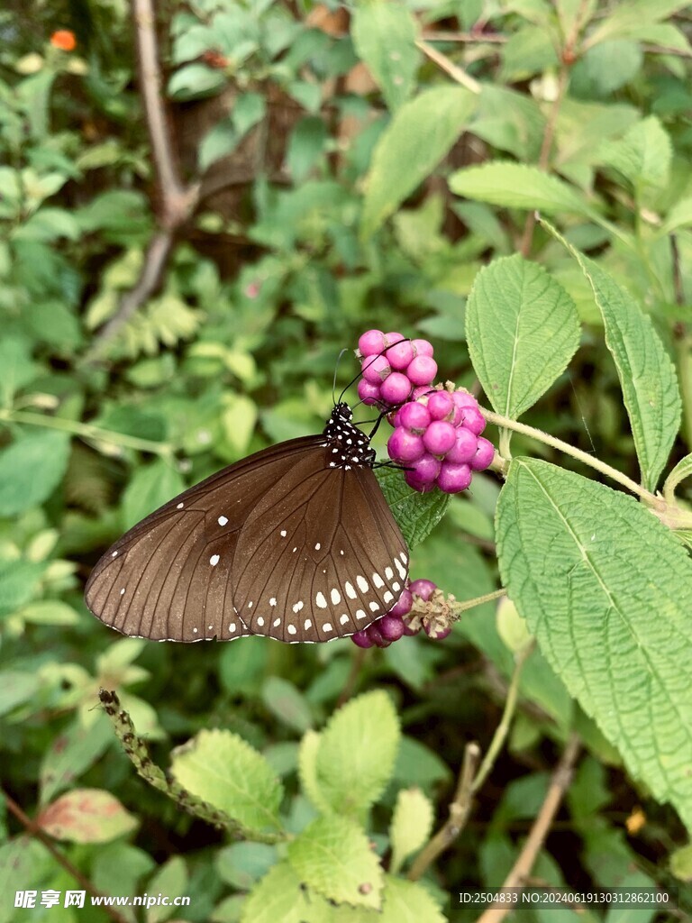 蝴蝶