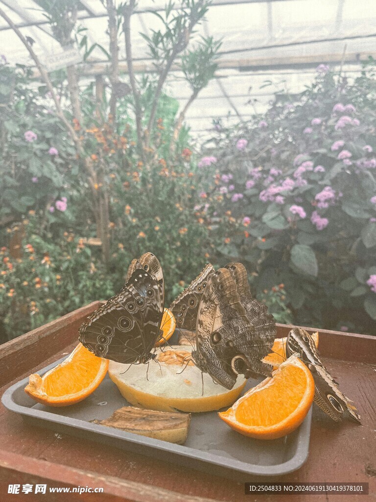 蝴蝶