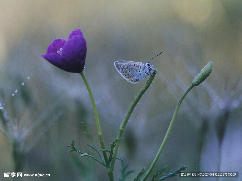 蝴蝶