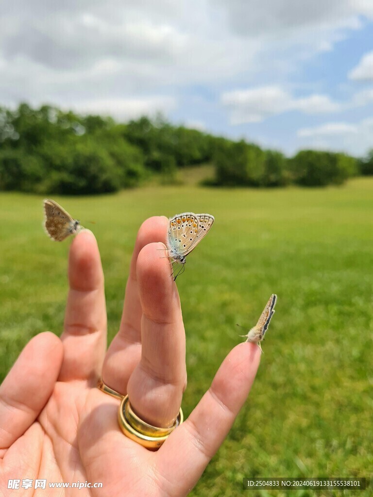 蝴蝶