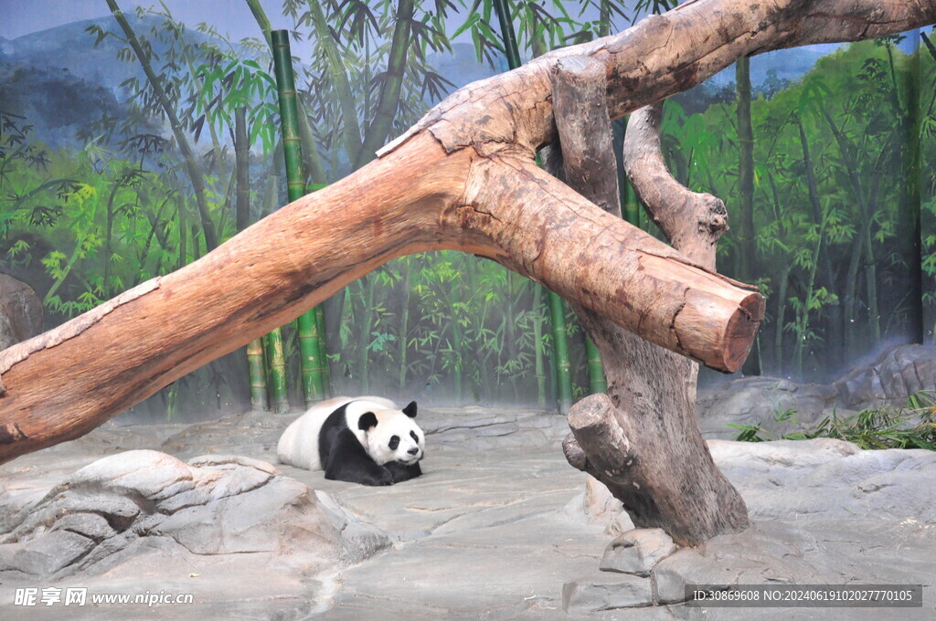 大熊猫繁育基地 