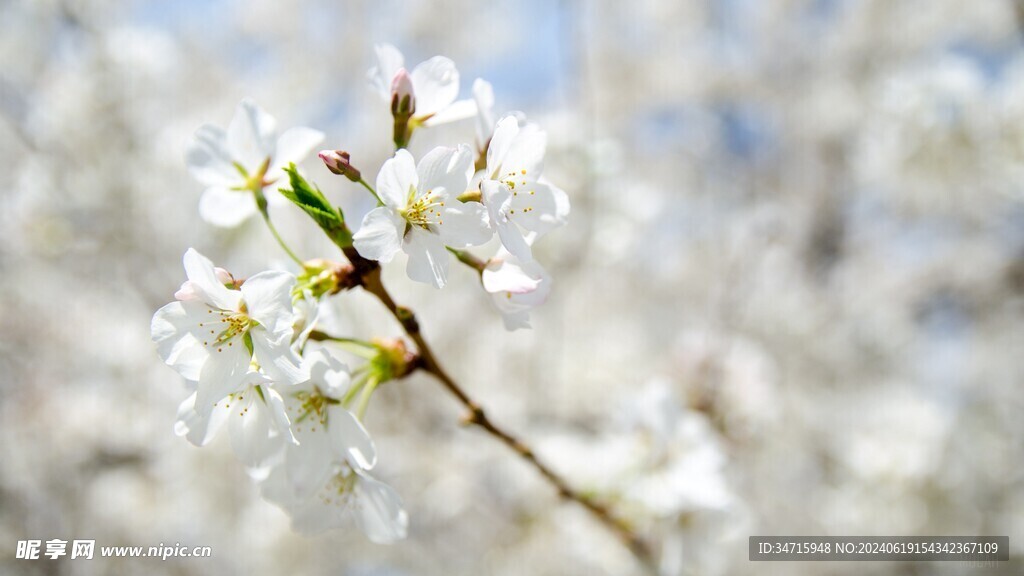 春天白花特写