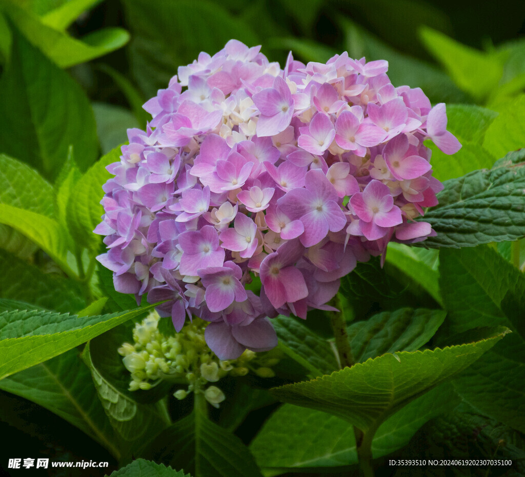 绣球花