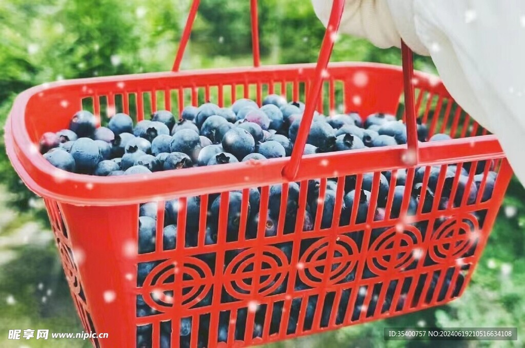 成熟果实蓝莓