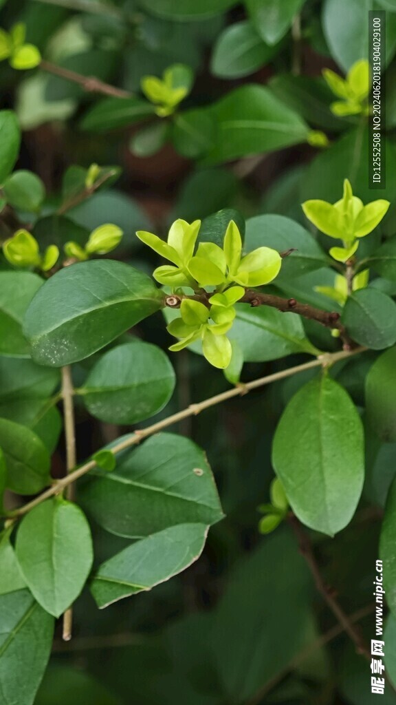 植物