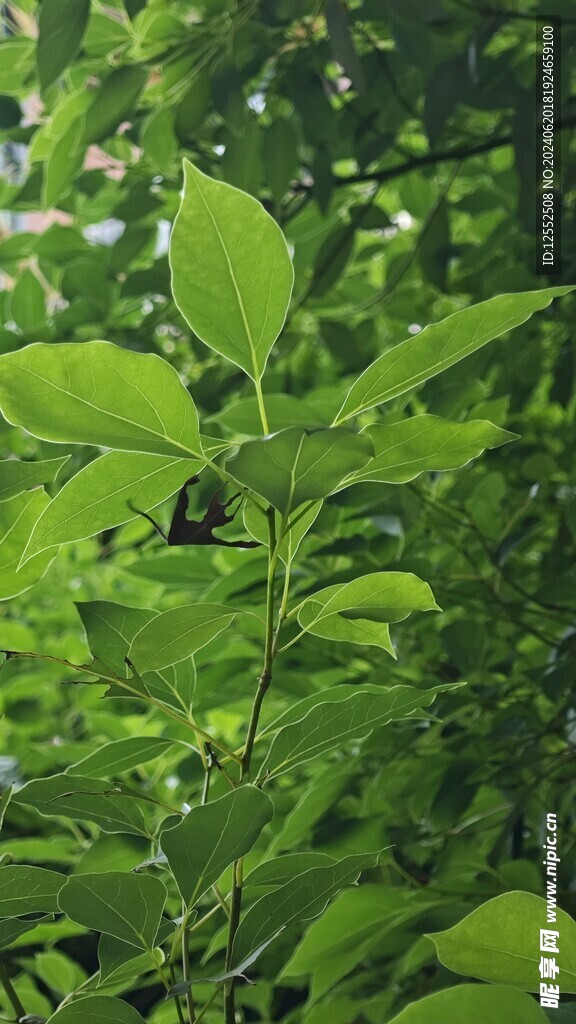 植物