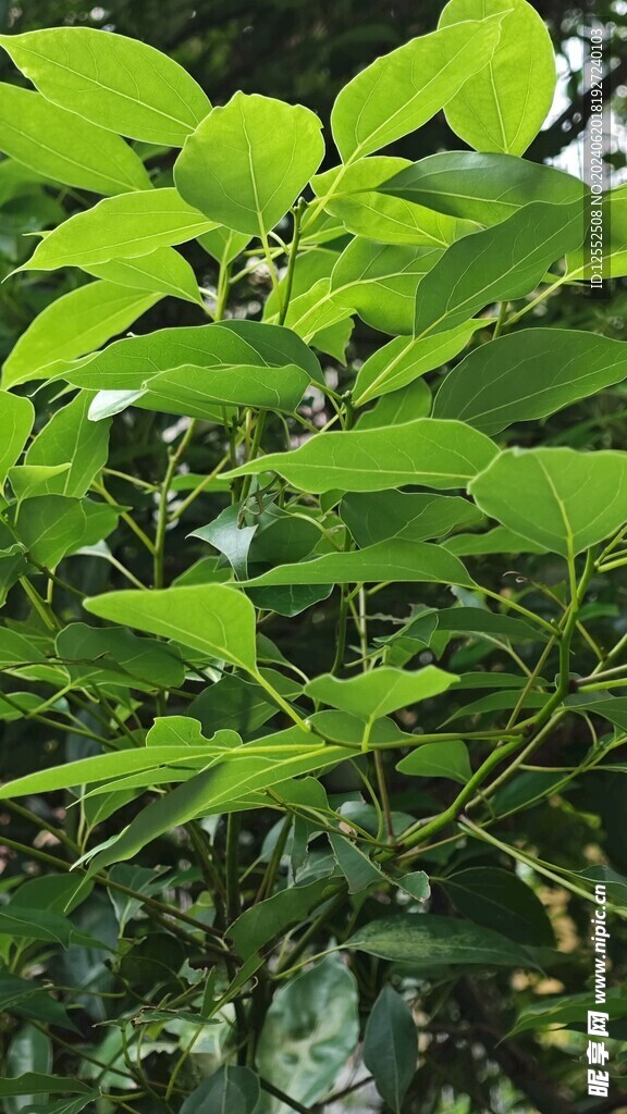 植物