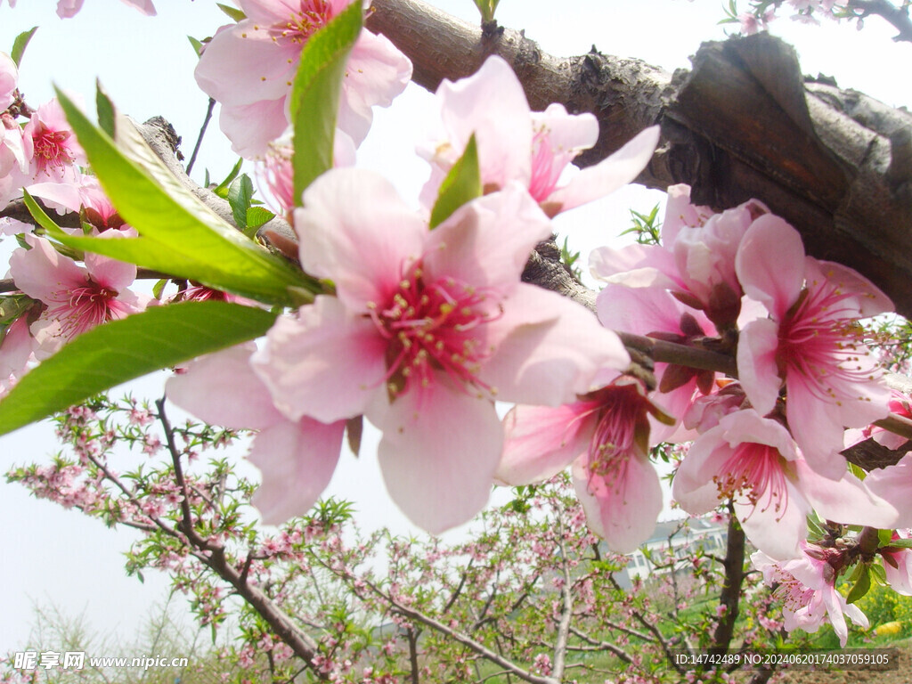 桃花