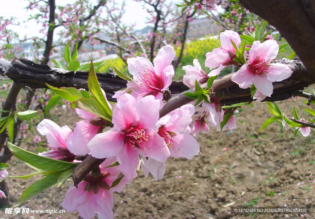 桃花