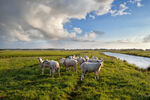 河边牧场上的羊群