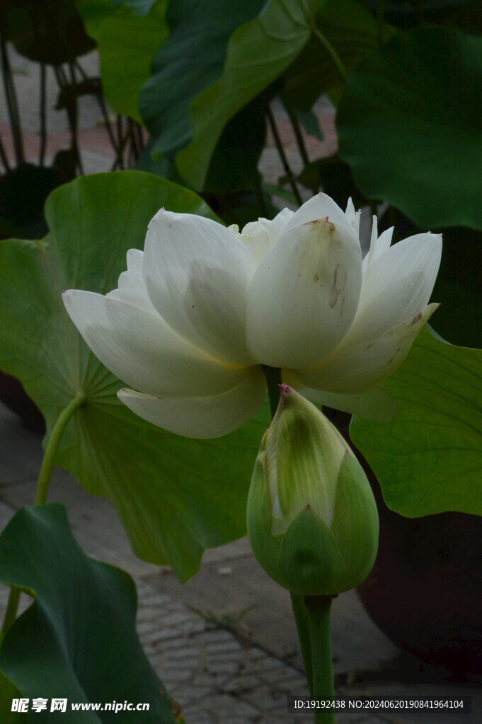 荷花荷叶 