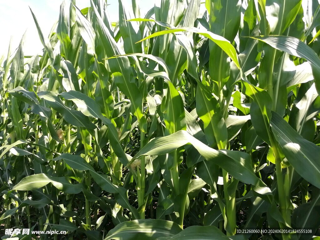 玉米地