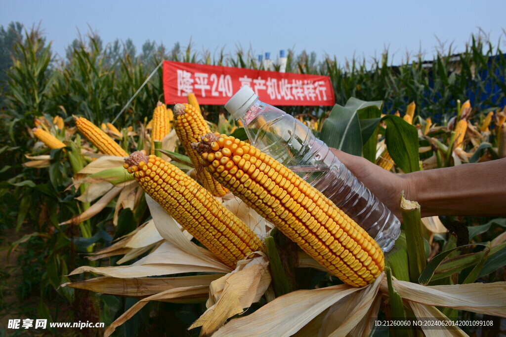 玉米棒