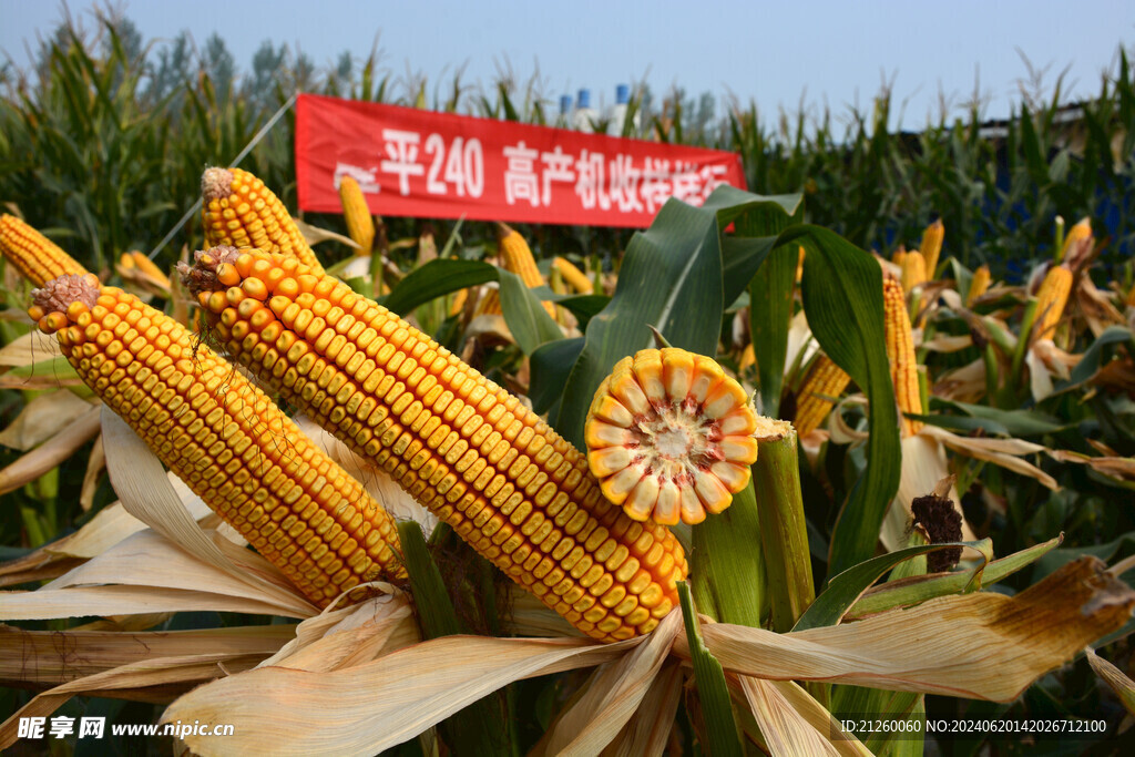 玉米棒