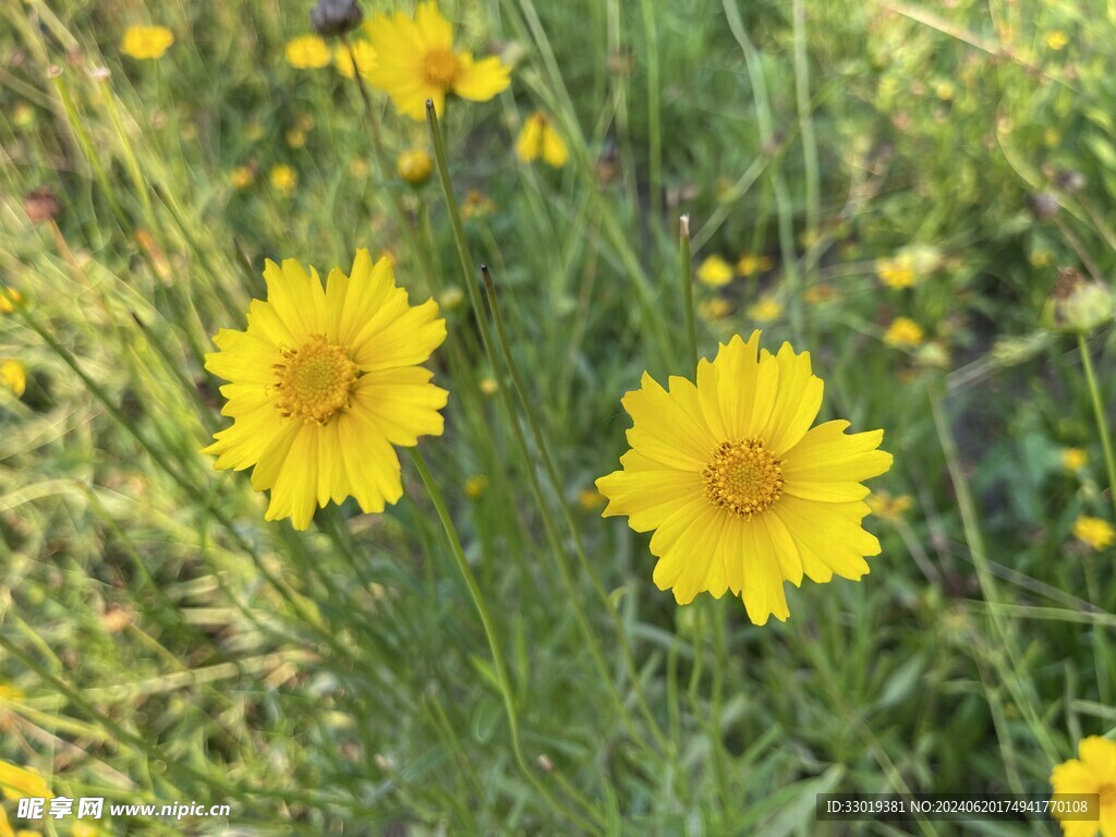 黄色花花