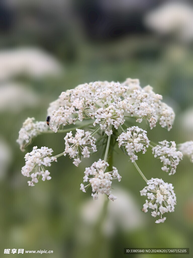 野胡萝卜花