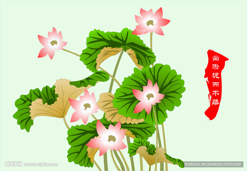 荷花