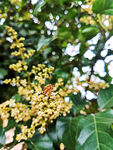 蜜蜂采蜜