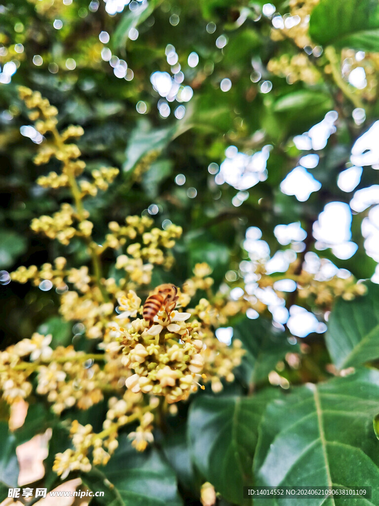 蜜蜂采蜜