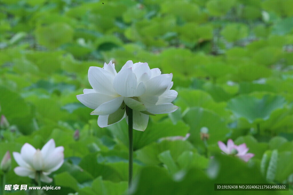 荷花荷叶  