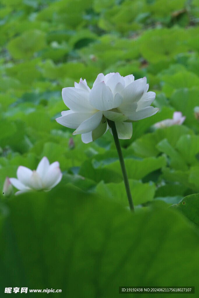 荷花荷叶 