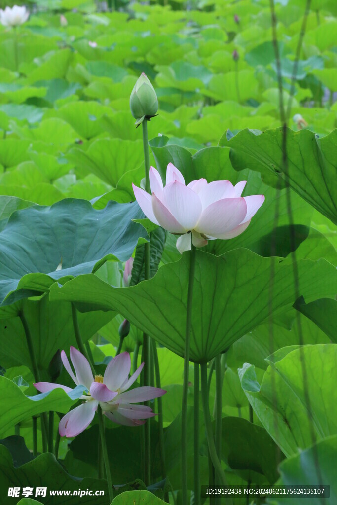 荷花荷叶  