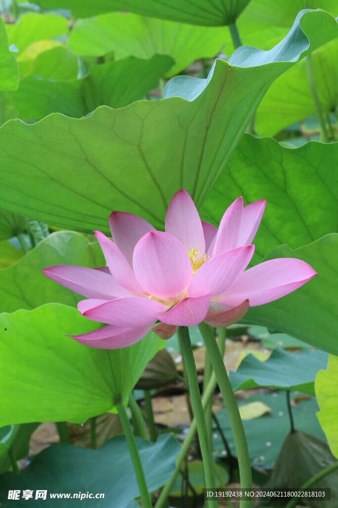 荷花荷叶  