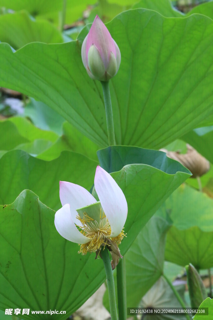 荷花荷叶  